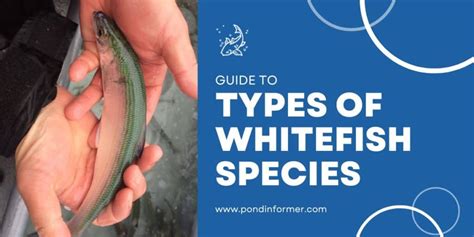 whitefish fish|Types of Whitefish Species (ID + Pics) .